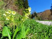 03 Primula veris (Primula odorosa) salendo da San Simone alla Baita del Camoscio
